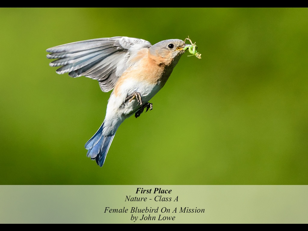 1NA1-201511-A-N-FEMALE_BLUEBIRD_ON_A_MISSION-430-JOHN_LOWE.jpg