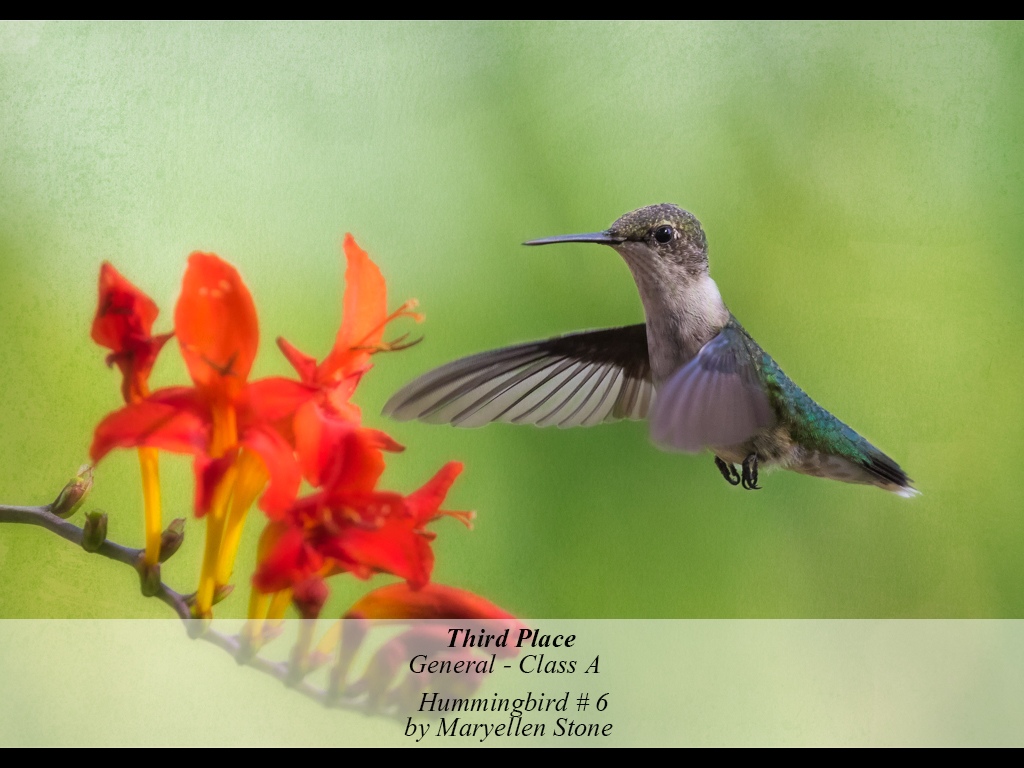 2GA3-201511-A-G-HUMMINGBIRD__6-484-MARYELLEN_STONE.jpg