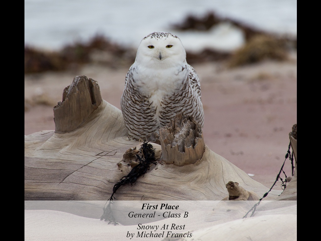 2GB4-201511-B-G-SNOWY_AT_REST-439-MICHAEL_FRANCIS.jpg