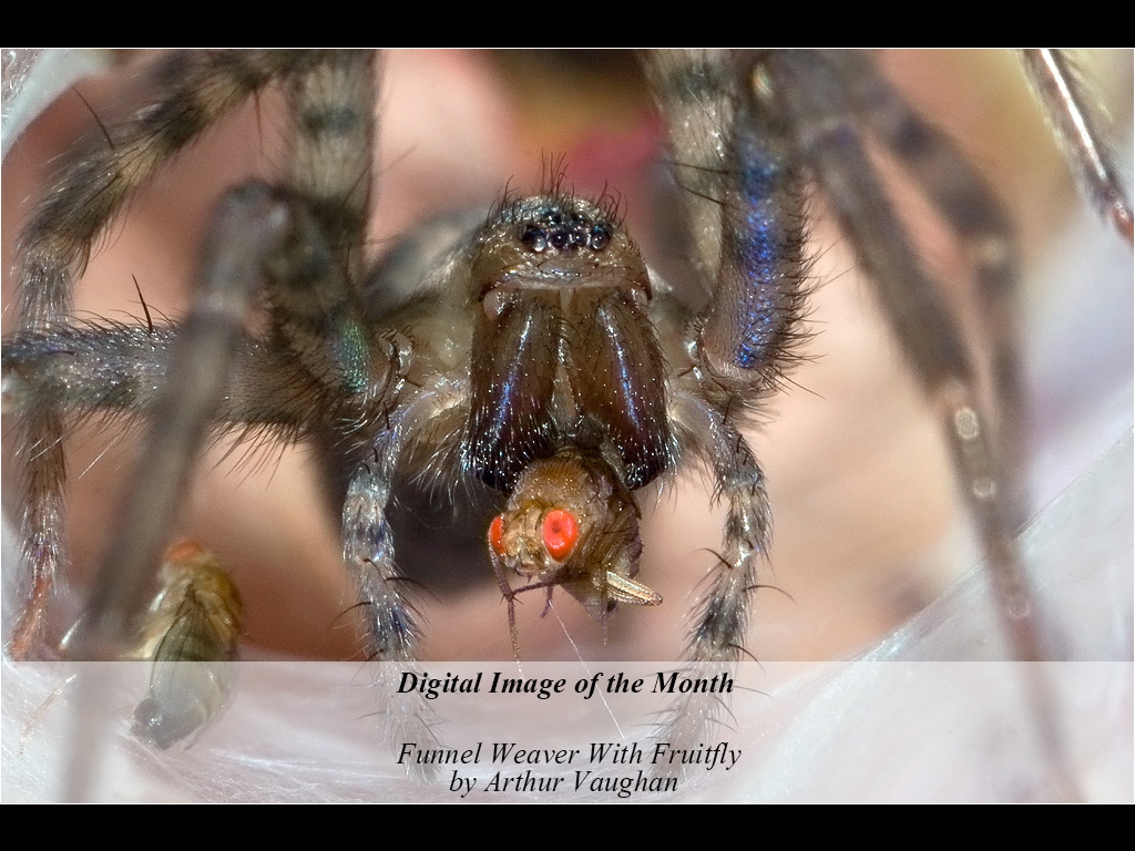 1NA0-201510-A-N-FUNNEL_WEAVER_WITH_FRUITFLY-400.JPG