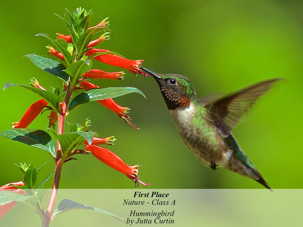 1NA1-201510-A-N-HUMMINGBIRD-495.JPG