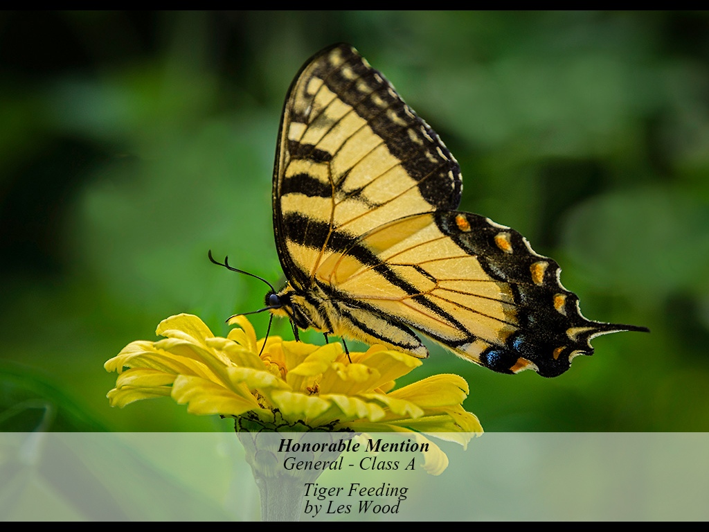 2GA4-201510-A-G-TIGER_FEEDING-491.JPG
