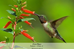 1NA1-201510-A-N-HUMMINGBIRD-495.JPG